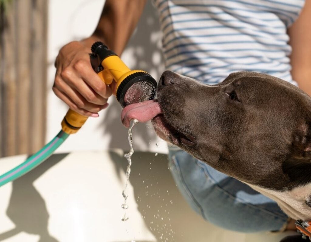 As medidas que você toma podem fazer toda a diferença na qualidade de vida do seu pet