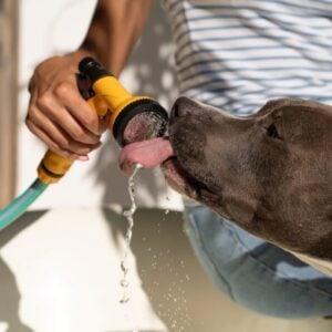 As medidas que você toma podem fazer toda a diferença na qualidade de vida do seu pet