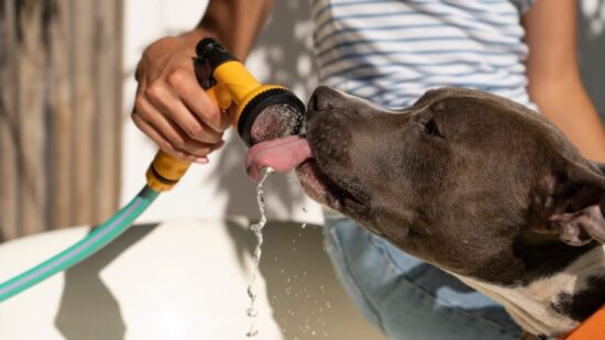 As medidas que você toma podem fazer toda a diferença na qualidade de vida do seu pet