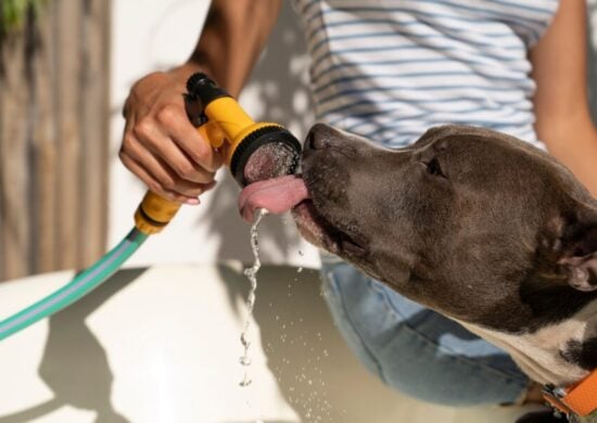 As medidas que você toma podem fazer toda a diferença na qualidade de vida do seu pet