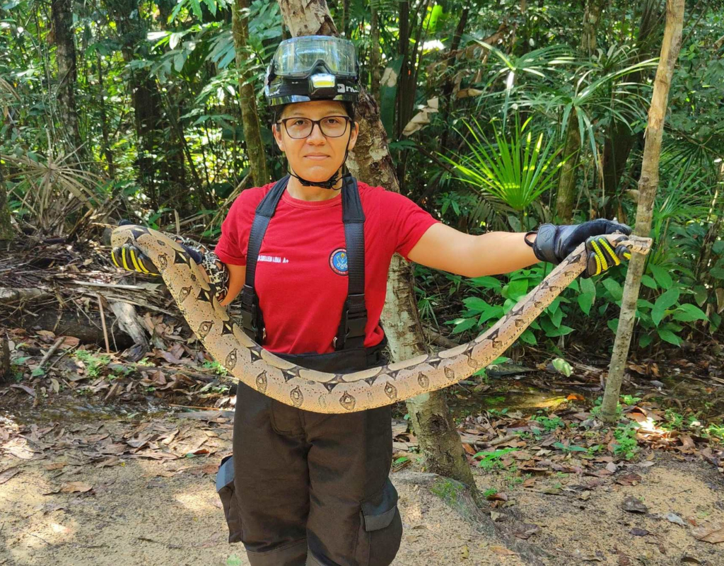 Animais silvestres têm sido vistos cada vez mais em Manaus - Foto: Divulgação/CBMAM