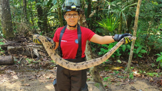 Animais silvestres têm sido vistos cada vez mais em Manaus - Foto: Divulgação/CBMAM