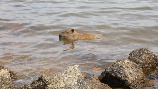 GDF monitora casos de febre maculosa no DF. Foto: Geovana Albuquerque/Agência Brasília