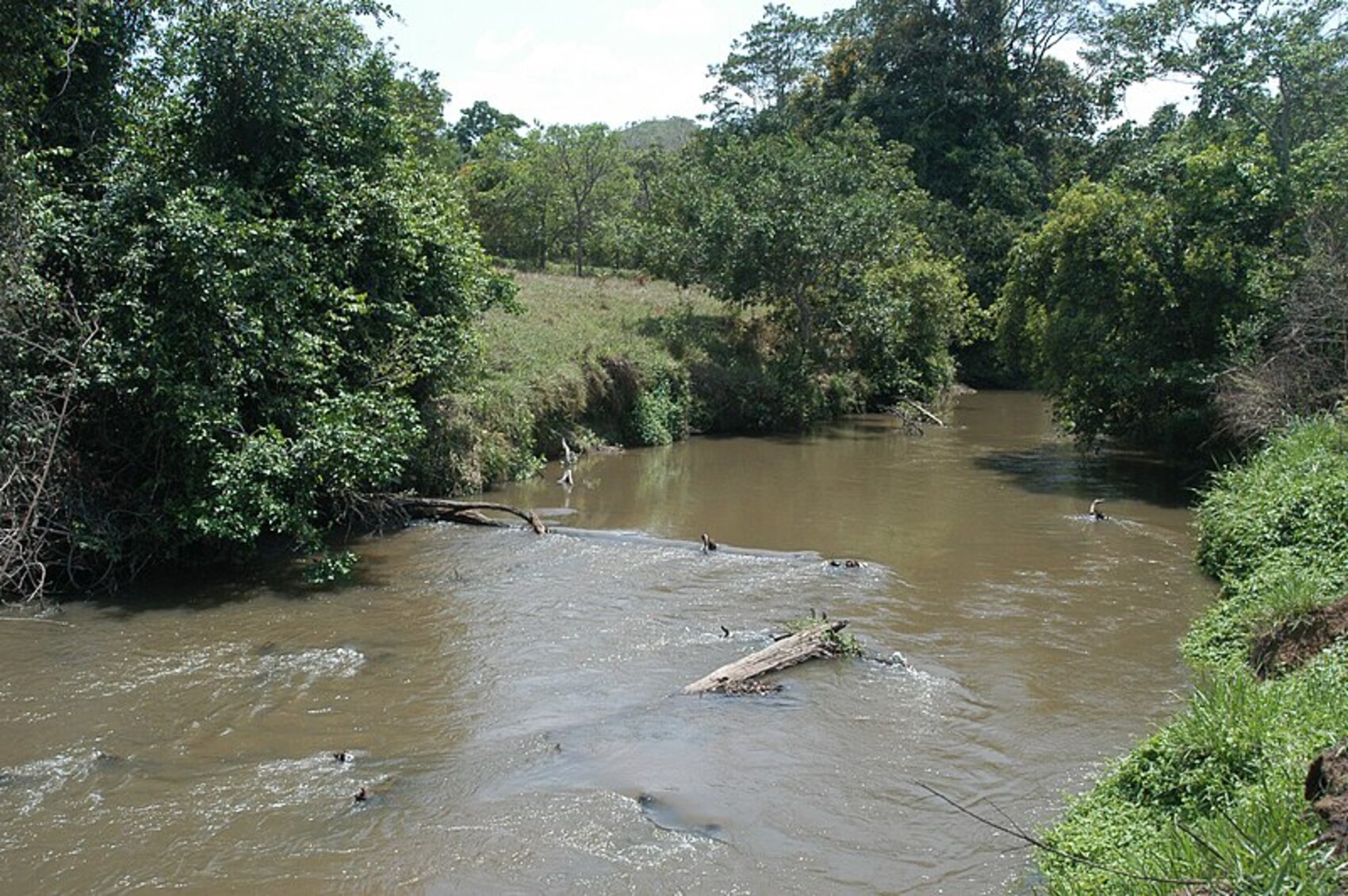 Quatro homens são presos por danos à área de proteção ambiental do DF