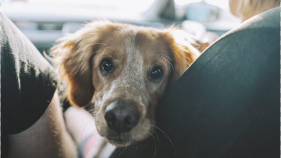 Cachorro tem melhor reação ao ser adotado por família após anos de espera Foto: Reprodução/Freepik