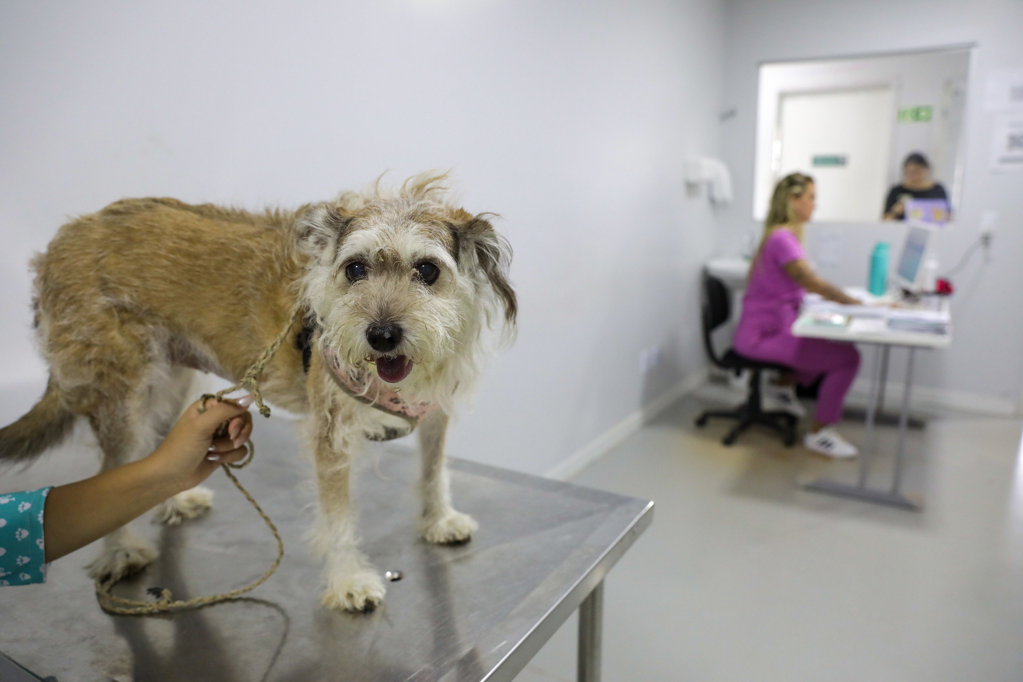 Outubro Rosa: hospital veterinário do DF oferece tratamento gratuito de câncer de mama aos pets