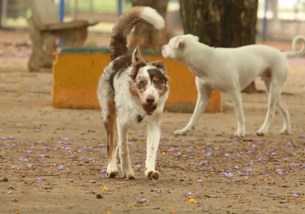 DF recebe campanha de castração gratuita e feira de adoção de cães e gatos neste fim de semana