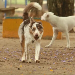 DF recebe campanha de castração gratuita e feira de adoção de cães e gatos neste fim de semana