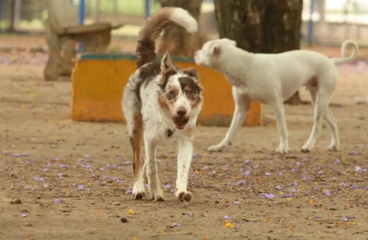 DF recebe campanha de castração gratuita e feira de adoção de cães e gatos neste fim de semana