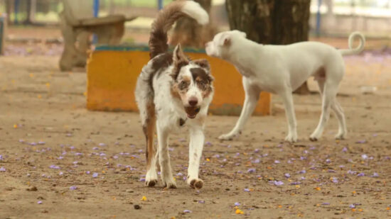 DF recebe campanha de castração gratuita e feira de adoção de cães e gatos neste fim de semana