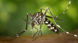 A dengue é transmitida pelo mosquito da aedes aegypti. - Foto: Pexels