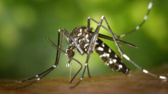 A dengue é transmitida pelo mosquito da aedes aegypti. - Foto: Pexels