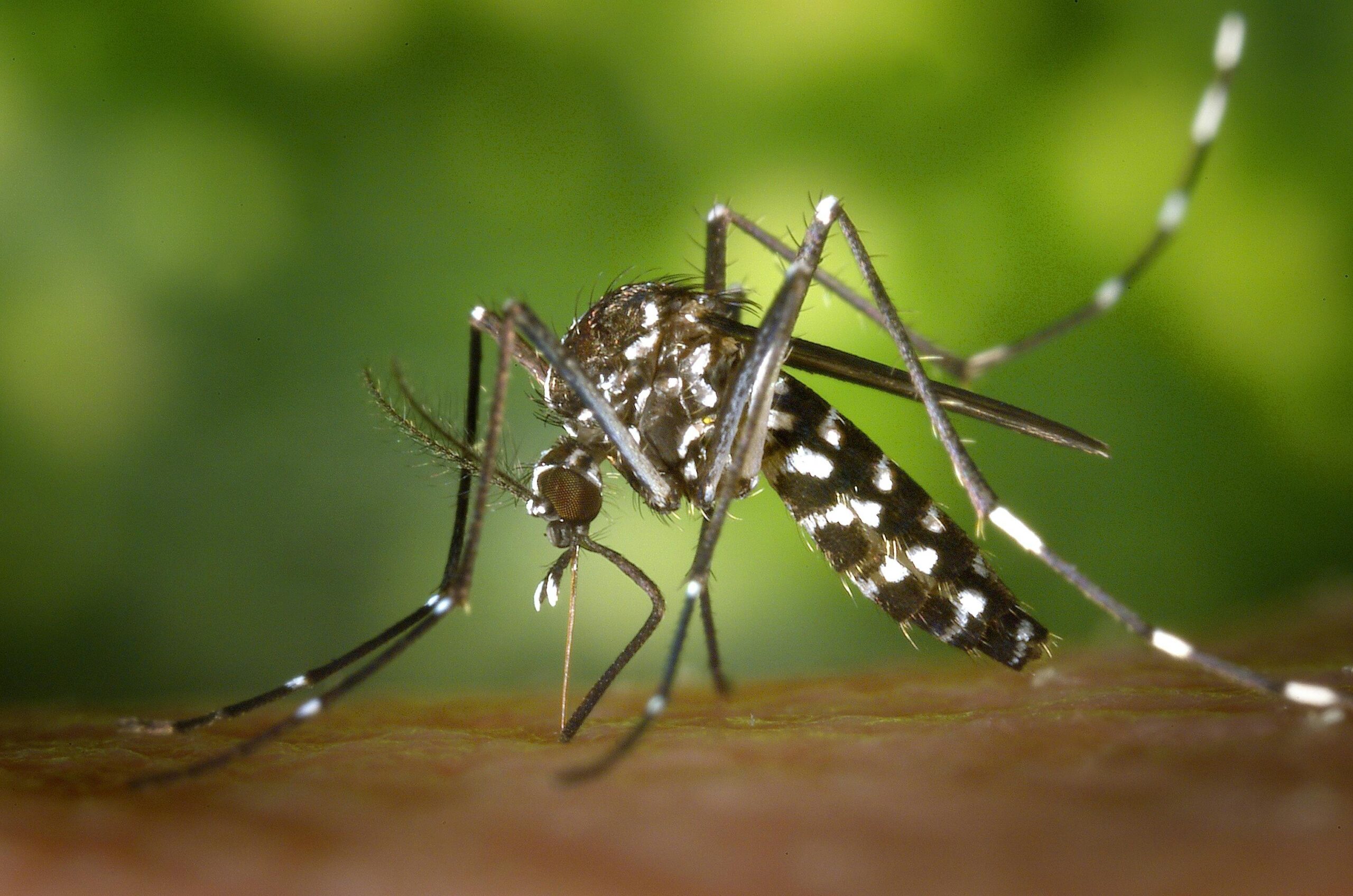 A dengue é transmitida pelo mosquito da aedes aegypti. - Foto: Pexels