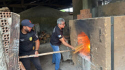 Droga foi incinerada no município de Dueré - Foto: Divulgação SSP/TO