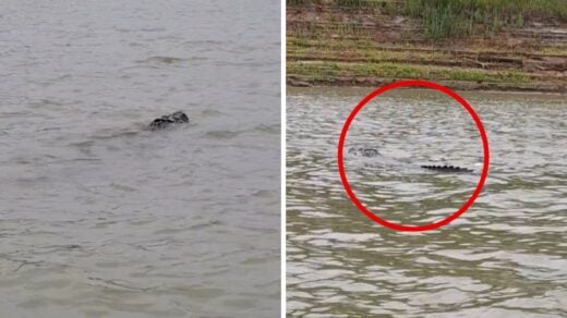 Jacaré-açu é visto no Rio Madeira e alerta pescadores e banhistas da área. Foto: Reprodução Tiktok