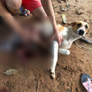 Cachorro ficou muito ferido após as agressões do vizinho - Foto: DICOM/SSP TO