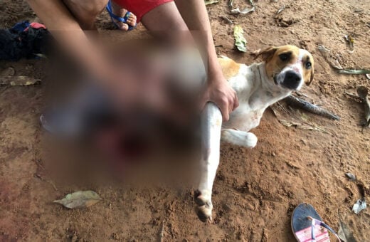 Cachorro ficou muito ferido após as agressões do vizinho - Foto: DICOM/SSP TO