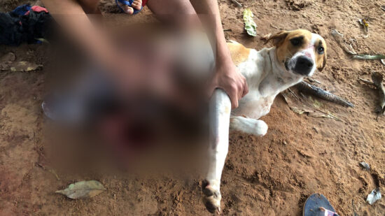 Cachorro ficou muito ferido após as agressões do vizinho - Foto: DICOM/SSP TO