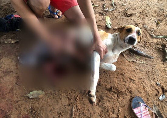 Cachorro ficou muito ferido após as agressões do vizinho - Foto: DICOM/SSP TO