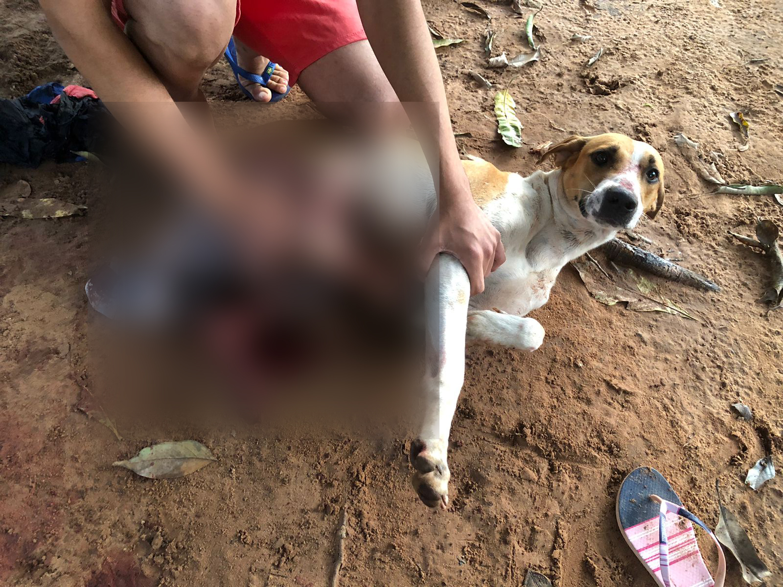 Cachorro ficou muito ferido após as agressões do vizinho - Foto: DICOM/SSP TO