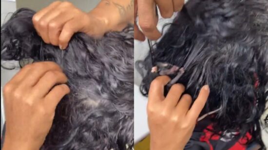 Mulher esconde gambá no cabelo - Foto: Reprodução/Redes sociais