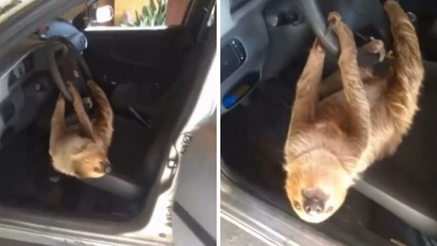 Preguiça é encontrada presa ao volante de carro em Manaus. Foto: Reprodução Instagram