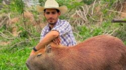 Capivara Filó - Foto: Reprodução/Instagram