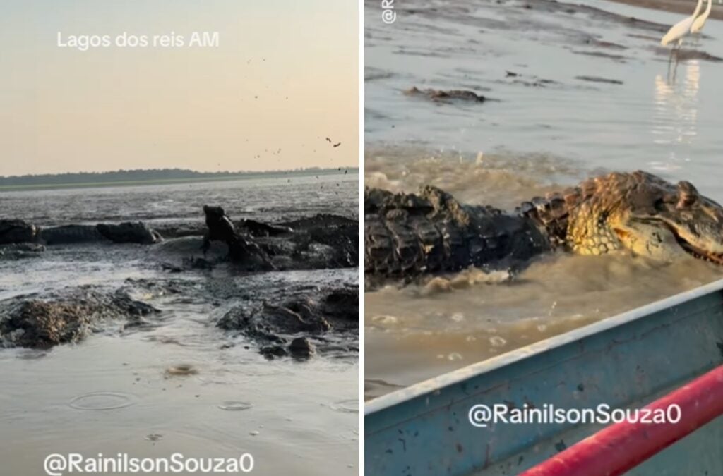 Voadeira passa perto de jacarés em lago no Careiro da Várzea - Foto: Reprodução/Instagram