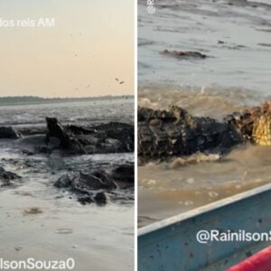 Voadeira passa perto de jacarés em lago no Careiro da Várzea - Foto: Reprodução/Instagram