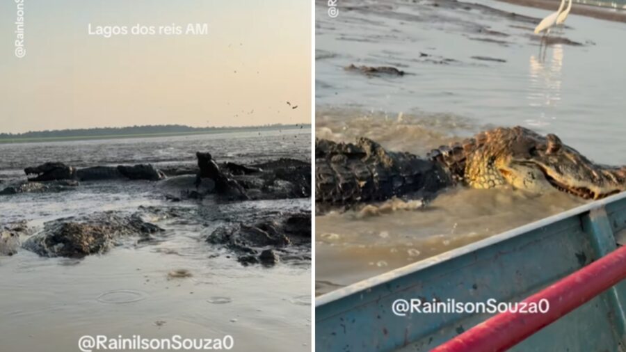 Voadeira passa perto de jacarés em lago no Careiro da Várzea - Foto: Reprodução/Instagram