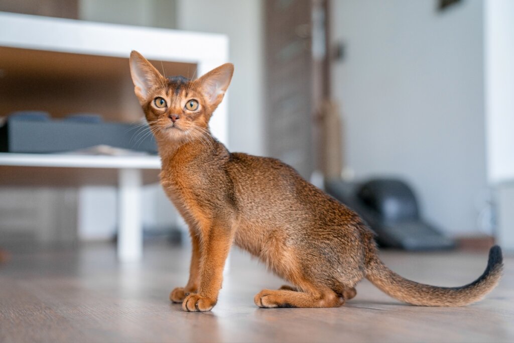 Gato da raça pandora sentado no chão e olhando para o lado 