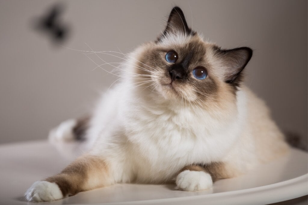 Gato da raça birmanês deitado olhando para cima