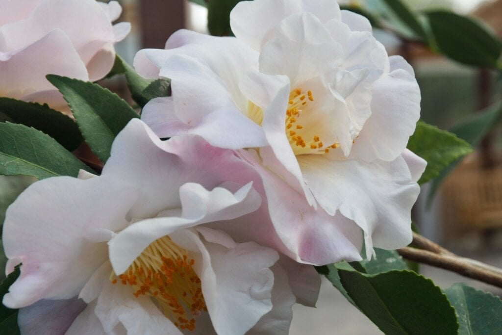 Flor de camélia branca quase rosa com fundo amarelo 