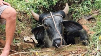 boi preso em buraco acre-capa