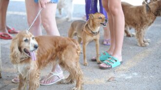 Imagem mostra 3 cachorros em suas coleiras, ao lado das pernas de seus donos