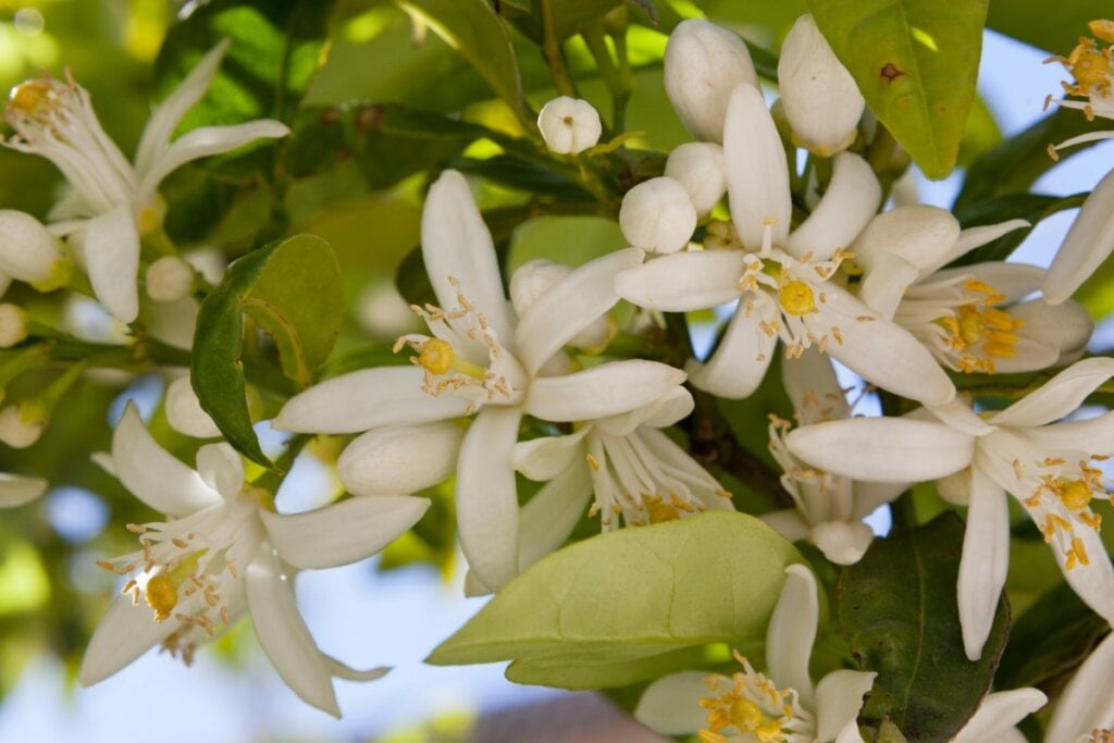 Flor de laranjeira branca em uma árvore 