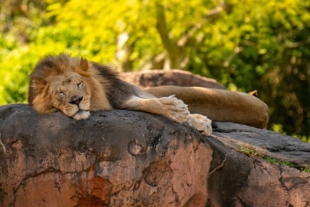 Leão descansando sobre uma rocha