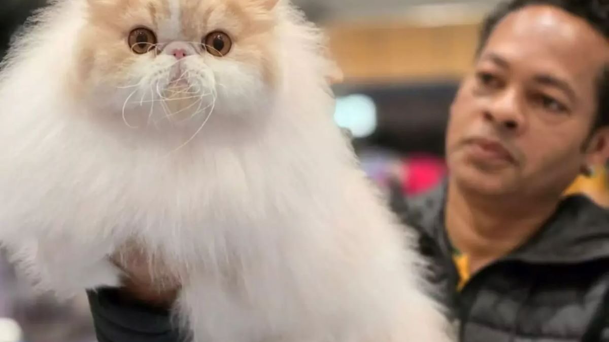 Gatinho mineiro ganha concurso dos melhores gatos do planeta. Foto: Reprodução/Redes Sociais