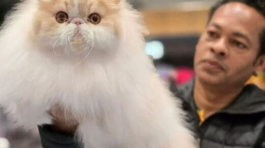 Gatinho mineiro ganha concurso dos melhores gatos do planeta. Foto: Reprodução/Redes Sociais