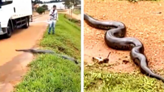 Motoristas param em rodovia para sucuri gigante atravessar