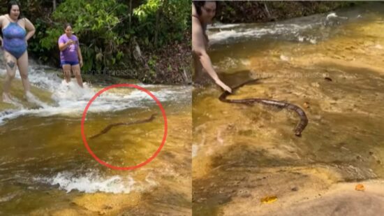 Banhistas encontram cobra em cachoeira de Presidente Figueiredo, no AM - Foto: Reprodução/Instagram