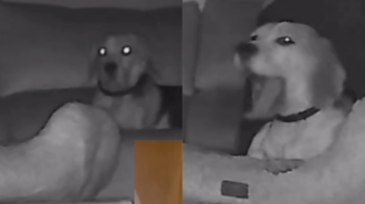 VÍDEO: cachorro tenta disfarçar o que fez de errado e câmera de segurança registra tudo. Foto: Reprodução