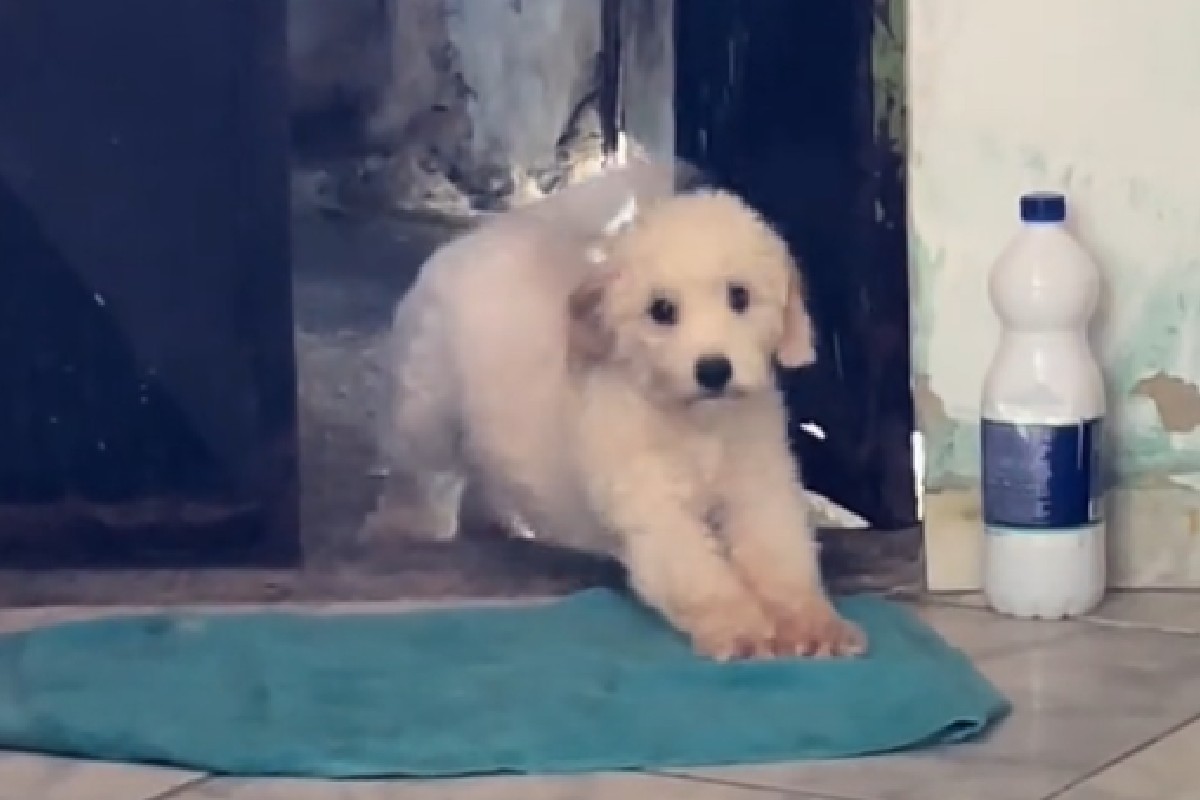 VÍDEO: cachorro arteiro dribla castigo com plano engenhoso e viraliza. Foto: @raiellysantos2