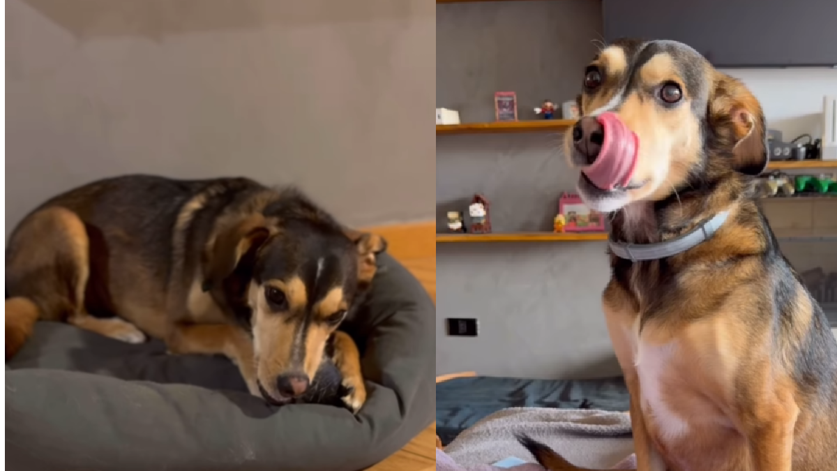 VÍDEO: cachorro brasileiro só obedece comandos em inglês e viraliza. Foto: instagram @2dogsemeio