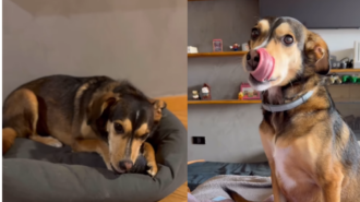 VÍDEO: cachorro brasileiro só obedece comandos em inglês e viraliza. Foto: instagram @2dogsemeio