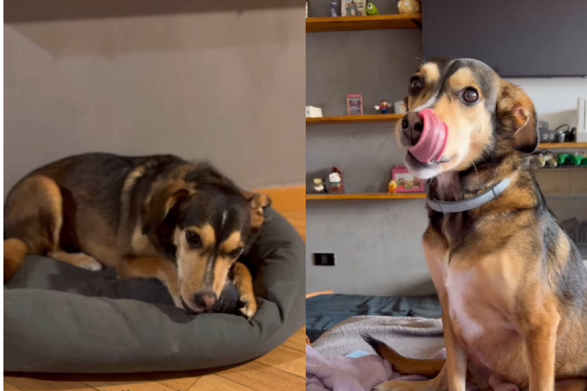 VÍDEO: cachorro brasileiro só obedece comandos em inglês e viraliza. Foto: instagram @2dogsemeio