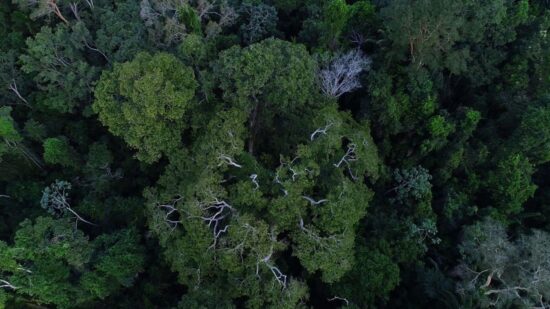 Eduardo Braga sobre benefício do crédito de carbono para a Amazônia: 'nossa floresta será monetizada'