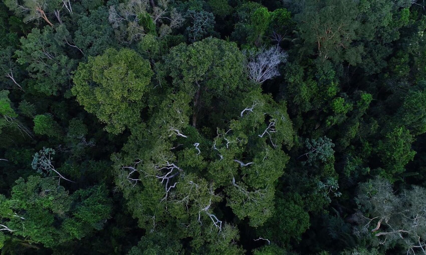 Eduardo Braga sobre benefício do crédito de carbono para a Amazônia: 'nossa floresta será monetizada'