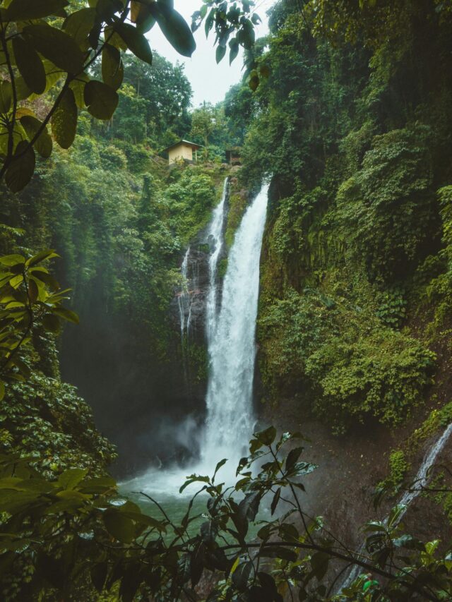 A floresta amazônica não é a maior do mundo; veja ranking