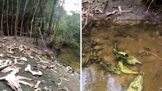 Ossos de gado foram encontrados por pescadores em igarapé em Candeias do Jamari (RO) - Foto: Reprodução Instagram/Portal Norte